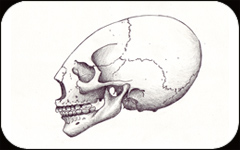 Henri's Skull